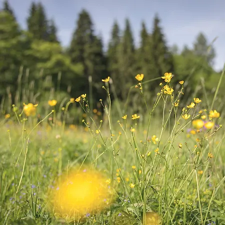 Ferienapartments Foersterei Eibenstock 아파트