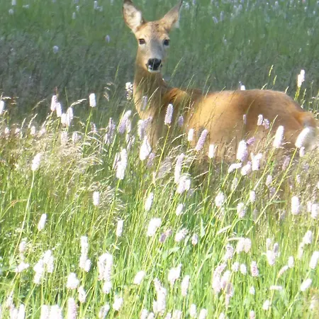 アパート Ferienapartments Foersterei